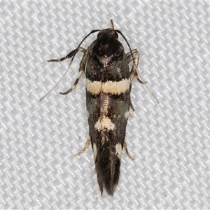 Macrobathra alternatella at Melba, ACT - 19 Jan 2025