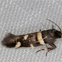 Macrobathra alternatella at Melba, ACT - 19 Jan 2025