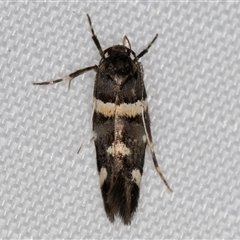 Macrobathra alternatella at Melba, ACT - 19 Jan 2025 12:02 AM