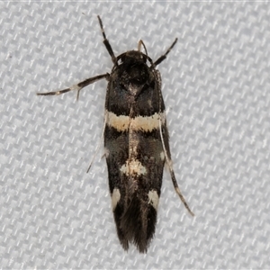 Macrobathra alternatella at Melba, ACT - 19 Jan 2025