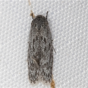 Agriophara undescribed species at Melba, ACT - 18 Jan 2025 11:59 PM