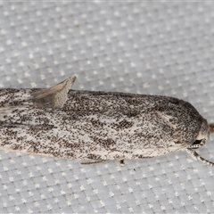 Agriophara undescribed species at Melba, ACT - 18 Jan 2025 11:59 PM