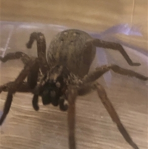 Mituliodon tarantulinus at Dunlop, ACT - suppressed