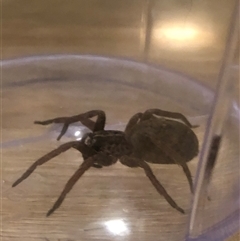 Mituliodon tarantulinus at Dunlop, ACT - suppressed