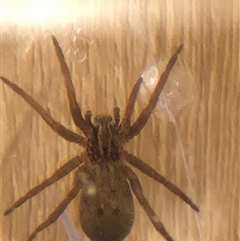 Mituliodon tarantulinus at Dunlop, ACT - suppressed