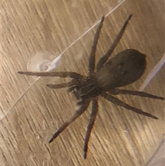 Mituliodon tarantulinus at Dunlop, ACT - suppressed