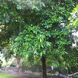 Terminalia microcarpa at Manunda, QLD - 21 Jan 2025