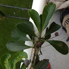 Terminalia microcarpa at Manunda, QLD - 21 Jan 2025 01:50 PM
