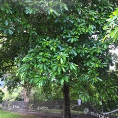 Terminalia microcarpa at Manunda, QLD - 21 Jan 2025