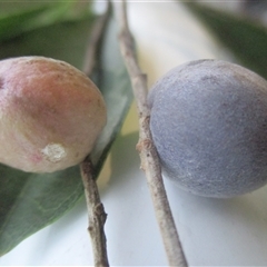 Terminalia microcarpa at Manunda, QLD - 21 Jan 2025 01:50 PM