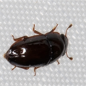 Nitidulidae sp. (family) at Melba, ACT - 20 Jan 2025 10:28 PM