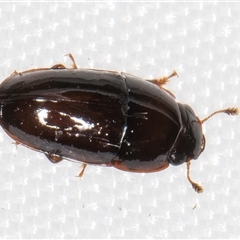 Nitidulidae sp. (family) at Melba, ACT - 20 Jan 2025 10:28 PM