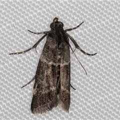 Lasiosticha canilinea at Melba, ACT - 20 Jan 2025 10:29 PM