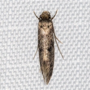 Niditinea fuscella (Brown-dotted Clothes Moth) at Melba, ACT by kasiaaus