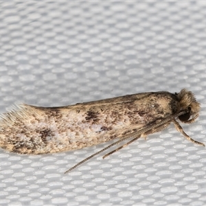 Niditinea fuscella at Melba, ACT - 20 Jan 2025