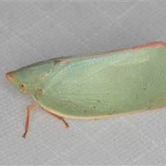 Colgar sp. (genus) (Pink Planthopper) at Melba, ACT - 20 Jan 2025 by kasiaaus