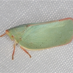 Colgar sp. (genus) at Melba, ACT - 20 Jan 2025 10:41 PM