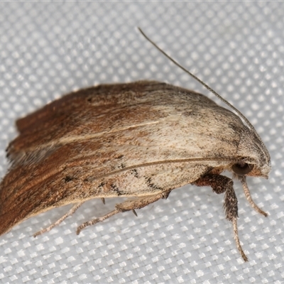 Tortricopsis pyroptis (A Concealer moth (Wingia Group)) at Melba, ACT - 20 Jan 2025 by kasiaaus