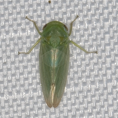 Batracomorphus sp. (genus) (An Iassinae leafhopper) at Melba, ACT - 20 Jan 2025 by kasiaaus