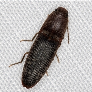 Monocrepidius submarmoratus at Melba, ACT - 20 Jan 2025 10:46 PM