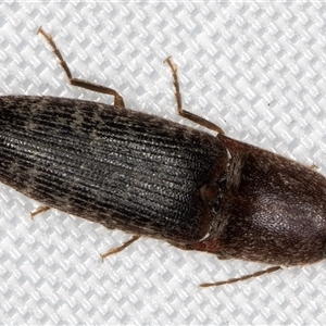 Monocrepidius submarmoratus at Melba, ACT - 20 Jan 2025 10:46 PM