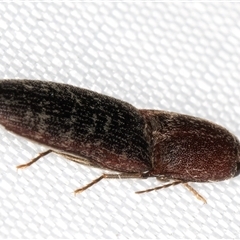 Monocrepidius submarmoratus at Melba, ACT - 20 Jan 2025 10:46 PM