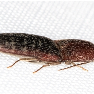 Monocrepidius submarmoratus at Melba, ACT - 20 Jan 2025 10:46 PM