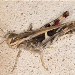 Gastrimargus musicus (Yellow-winged Locust or Grasshopper) at Melba, ACT - 20 Jan 2025 by kasiaaus