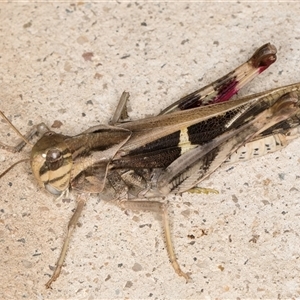 Gastrimargus musicus (Yellow-winged Locust or Grasshopper) at Melba, ACT by kasiaaus