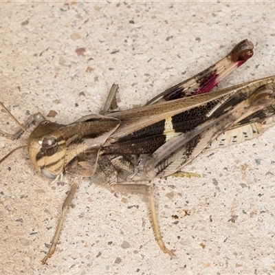 Gastrimargus musicus (Yellow-winged Locust or Grasshopper) at Melba, ACT - 20 Jan 2025 by kasiaaus