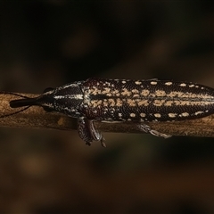 Rhinotia adelaidae (A belid weevil) at Strathnairn, ACT - 19 Jan 2025 by jb2602