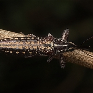 Rhinotia adelaidae at Strathnairn, ACT - 19 Jan 2025 04:23 PM