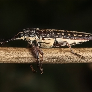 Rhinotia adelaidae at Strathnairn, ACT - 19 Jan 2025 04:23 PM