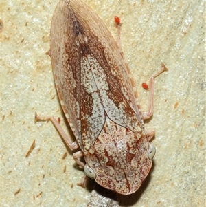 Stenocotis depressa at Acton, ACT - 26 Dec 2024 12:45 PM