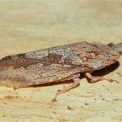 Stenocotis depressa at Acton, ACT - 26 Dec 2024 12:45 PM