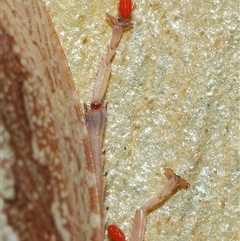 Acari (informal subclass) (Unidentified mite) at Acton, ACT - 26 Dec 2024 by TimL