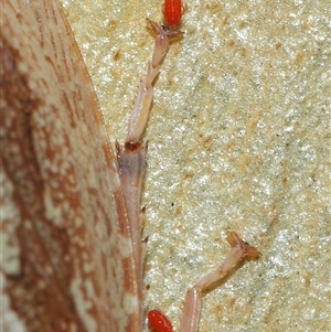 Acari (informal subclass) (Unidentified mite) at Acton, ACT by TimL