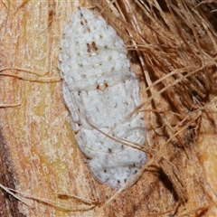 Ledromorpha planirostris at Acton, ACT - 21 Nov 2024 12:19 PM