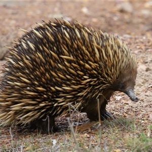 Tachyglossus aculeatus (Short-beaked Echidna) at Throsby, ACT by TimL