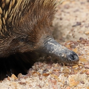 Iridomyrmex rufoniger (Tufted Tyrant Ant) at Throsby, ACT by TimL