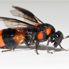 Pterygophorus cinctus (Bottlebrush sawfly) at Lawson, ACT - 12 Jan 2025 by TimL