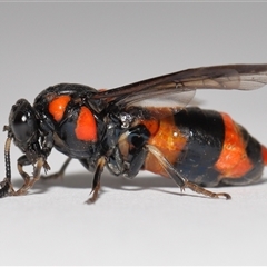 Pterygophorus cinctus at Lawson, ACT - 12 Jan 2025