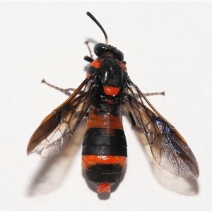 Pterygophorus cinctus at Lawson, ACT - 12 Jan 2025