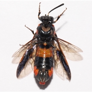 Pterygophorus cinctus at Lawson, ACT - 12 Jan 2025