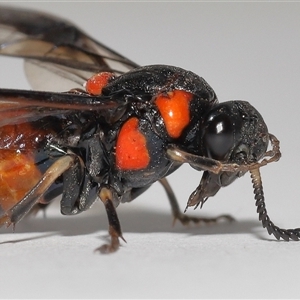 Pterygophorus cinctus at Lawson, ACT - 12 Jan 2025