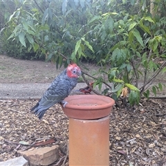 Callocephalon fimbriatum (identifiable birds) (Gang-gang Cockatoo (named birds)) at Cook, ACT - 21 Jan 2025 by WYBGRV