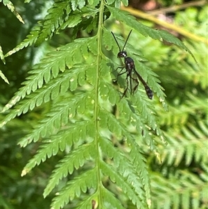 Gasteruption sp. (genus) at Dunbogan, NSW by Nette