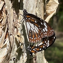 Unidentified Butterfly (Lepidoptera, Rhopalocera) at Dunbogan, NSW - 21 Jan 2025 by Nette