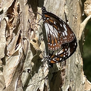 Danaus affinis at Dunbogan, NSW - 21 Jan 2025 03:46 PM