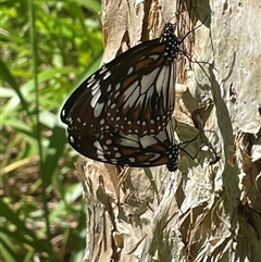 Danaus affinis at Dunbogan, NSW - 21 Jan 2025 03:46 PM